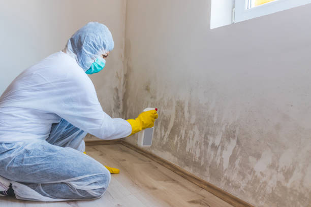 Licensed Attic Mold Remediation service in Garden City, GA - 24 Hour Mold Removal