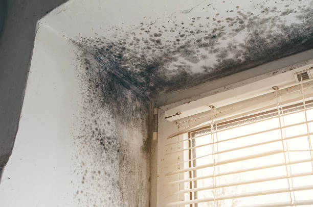Affordable Attic Mold Remediation solutions in Garden City, GA
