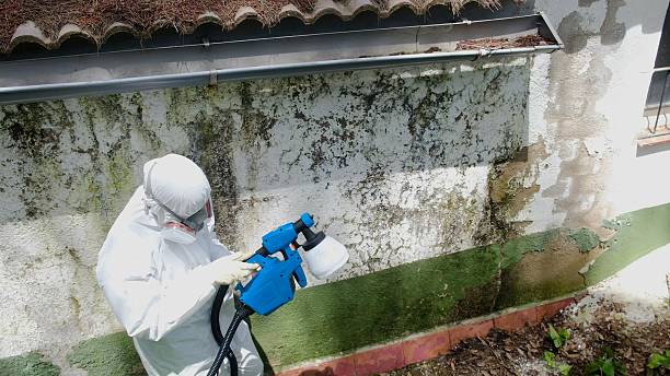 Top rated local Attic Mold Remediation specialists in Garden City, GA